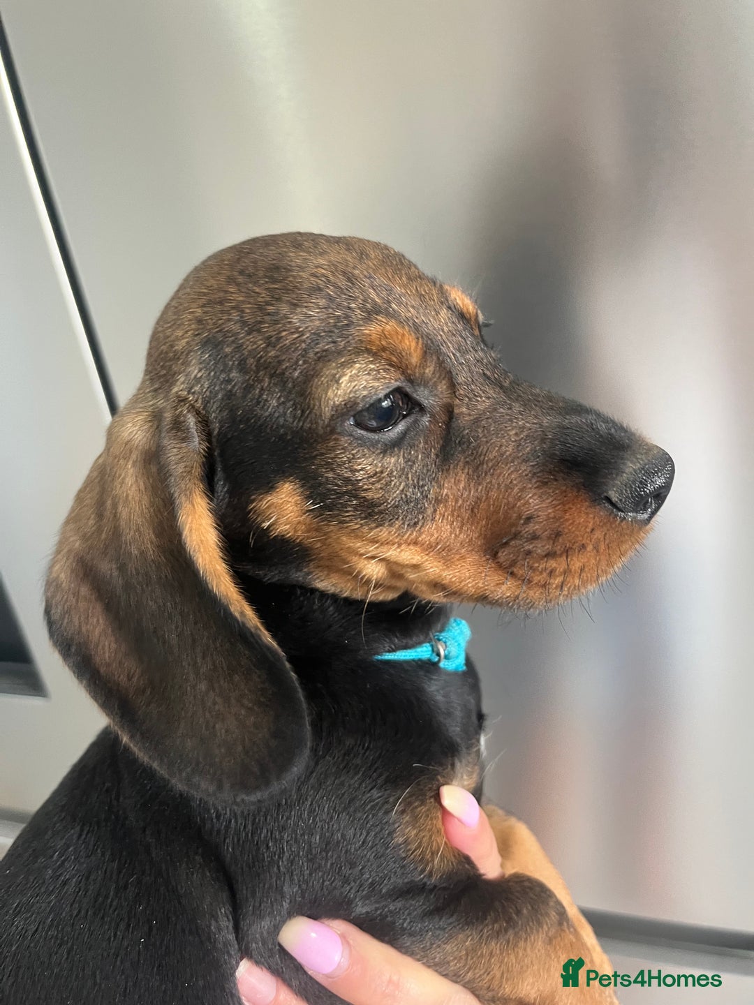 Dachshund dogs for sale: LAST 2 wirehaired dachshunds (teckels) - Image 19