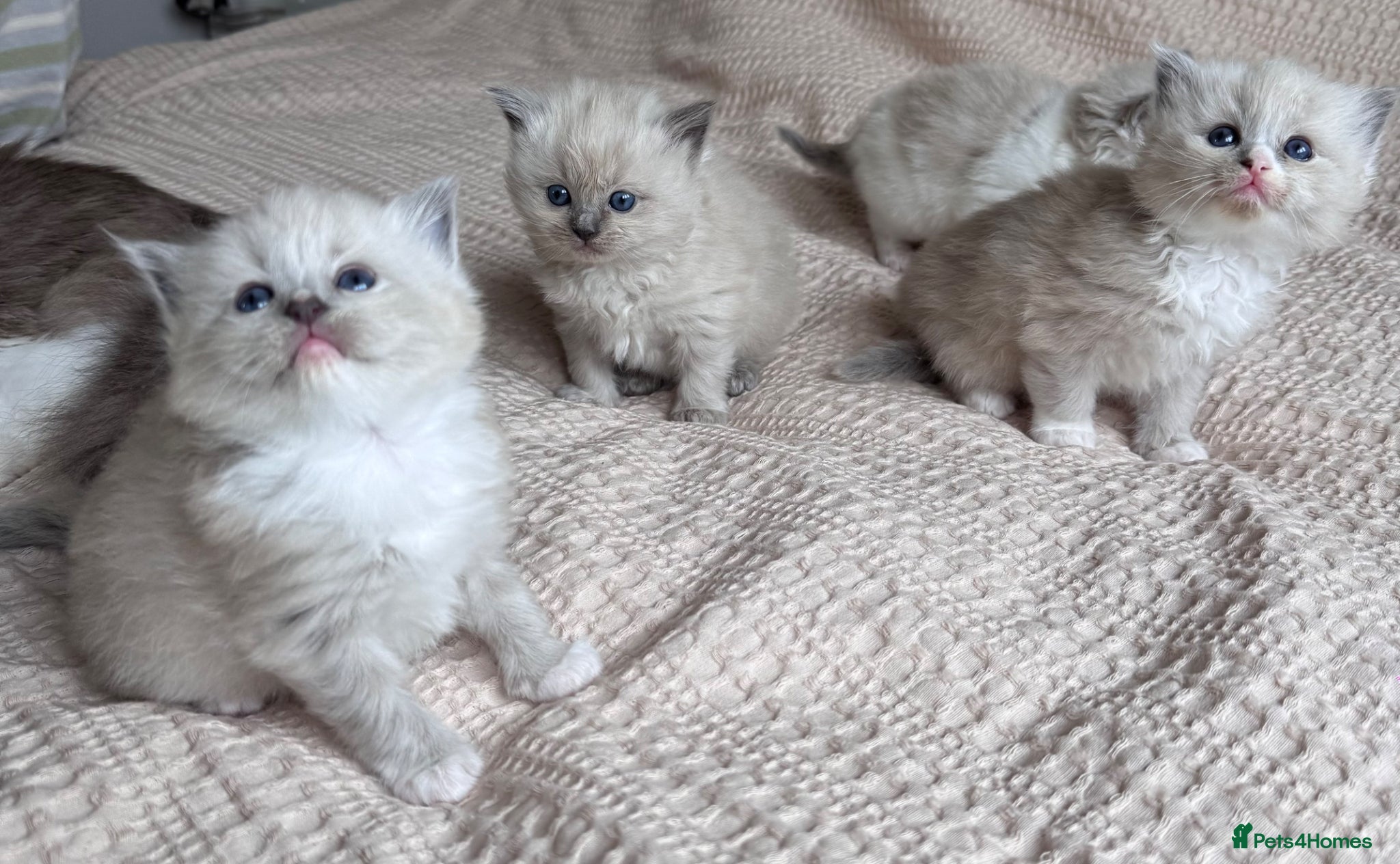 Ragdoll cats  Mink mitted ragdoll kittens  - Advert 1