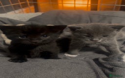 Mixed Breed cats for sale: 🥰 Beautiful kittens 🥰 - Image 4