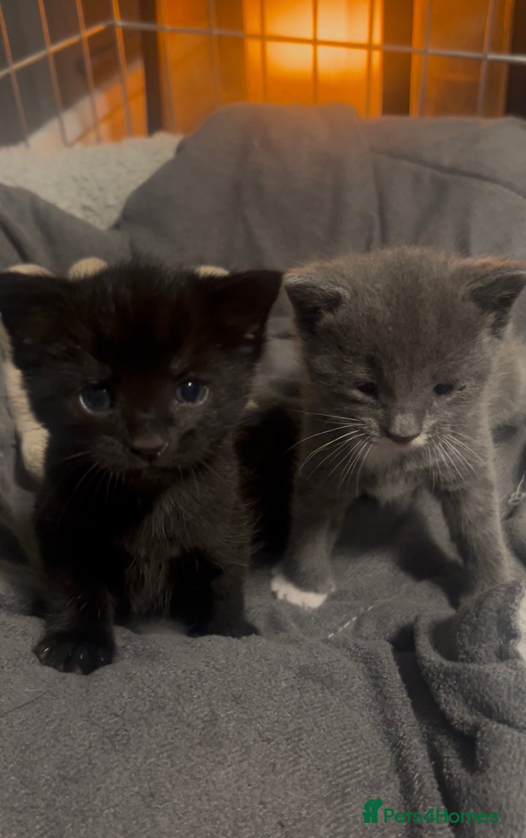 Mixed Breed cats for sale: 🥰 Beautiful kittens 🥰 - Image 4