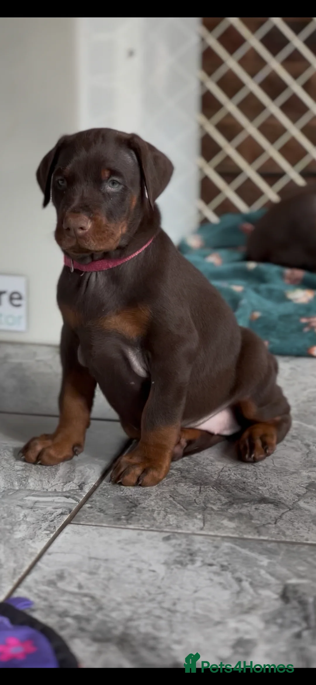 Dobermann dogs for sale: Large full European Doberman jab puppies - Advert 1