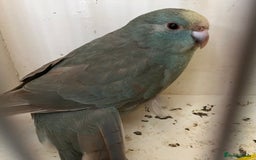 Parakeets birds for sale: Hen kakariki Cinnamon Blue & Buttercup - Image 2