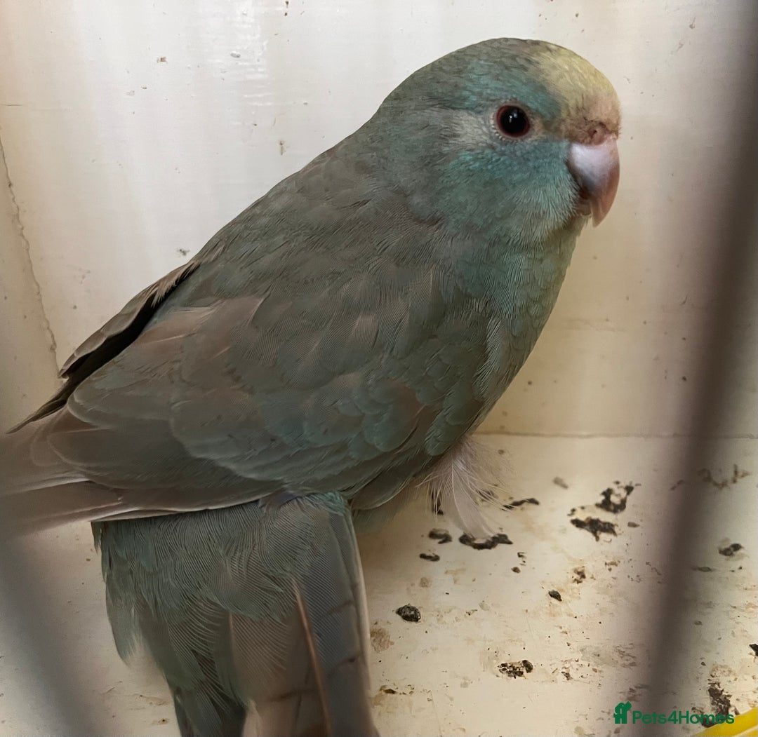 Parakeets birds for sale: Hen kakariki Cinnamon Blue & Buttercup - Image 2