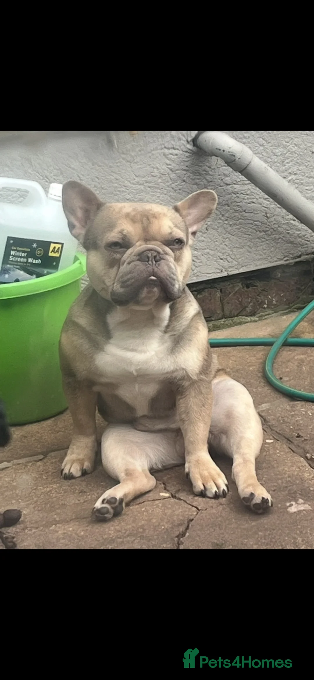 French Bulldog dogs for sale: Fawn French bulldog  - Advert 2