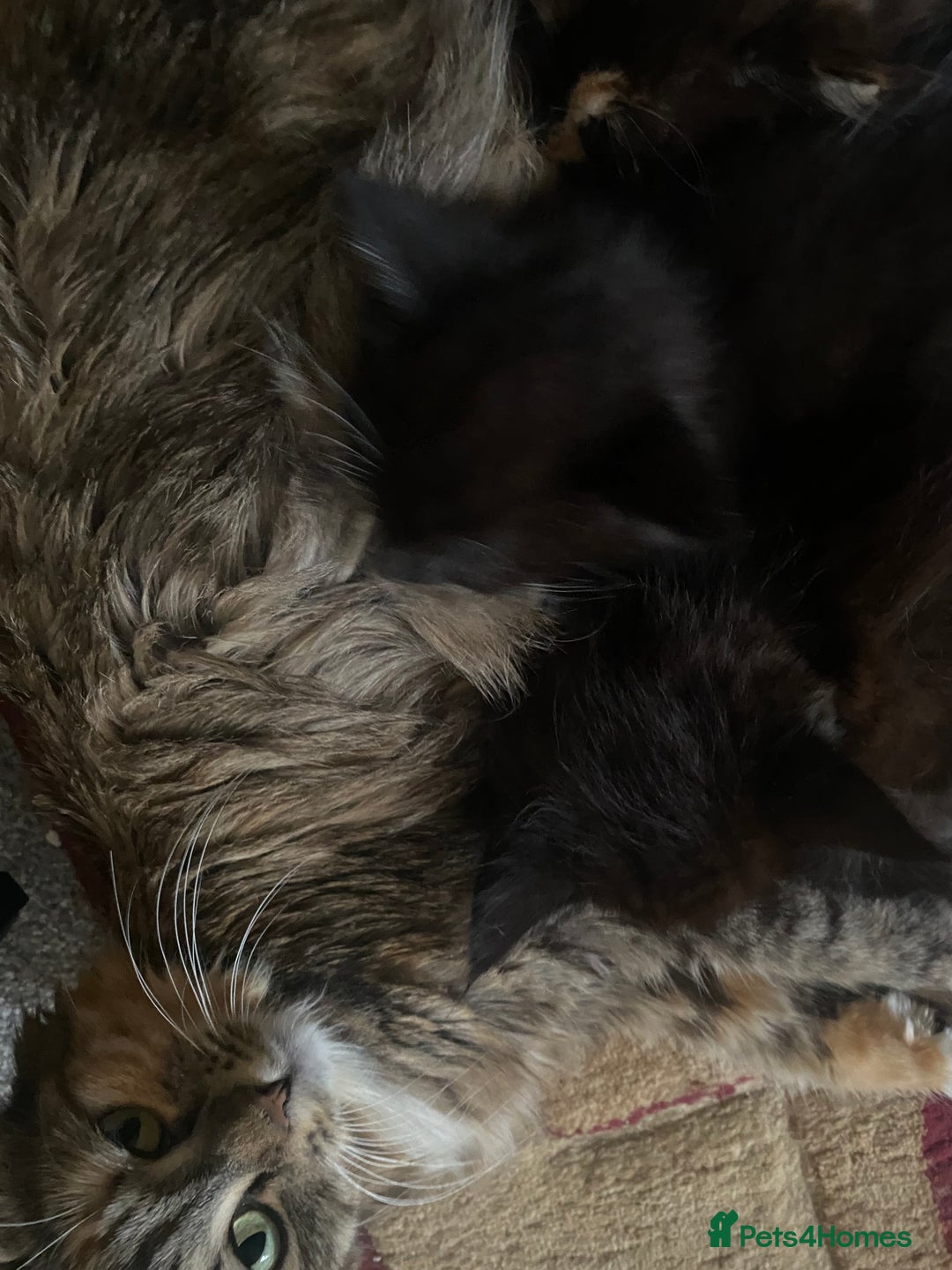 American Wirehair cats for sale: 4 kitten for sale - Image 10