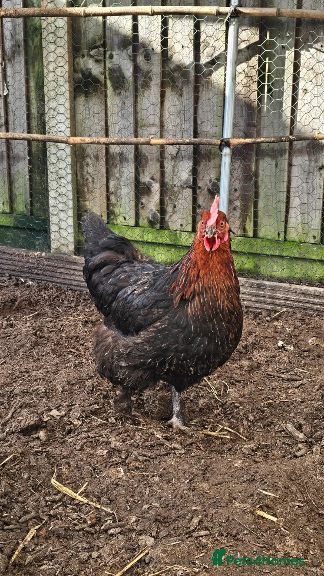 Chickens poultry for sale: Hatching eggs mixed hybrids  - Advert 5