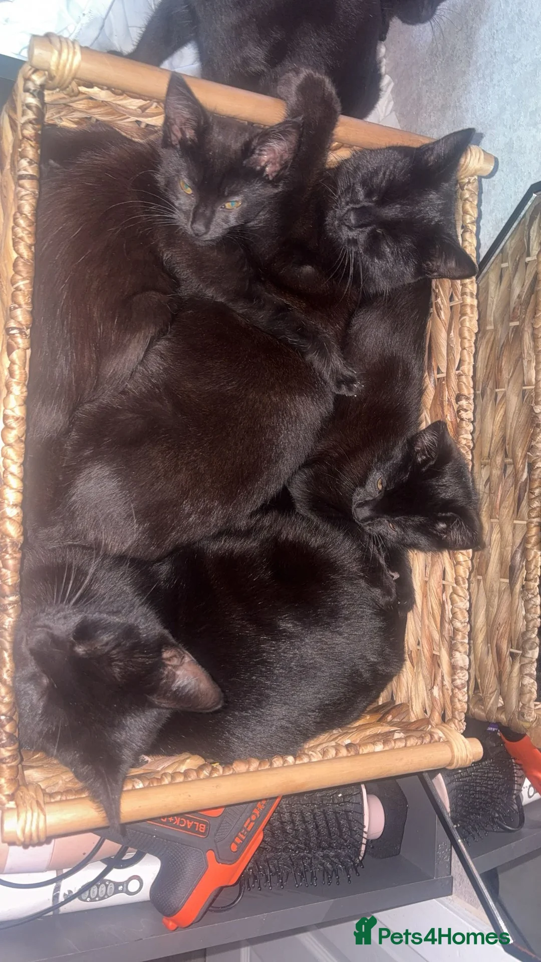 Mixed Breed cats for sale: 3 kittens available - 8 weeks old - Advert 2