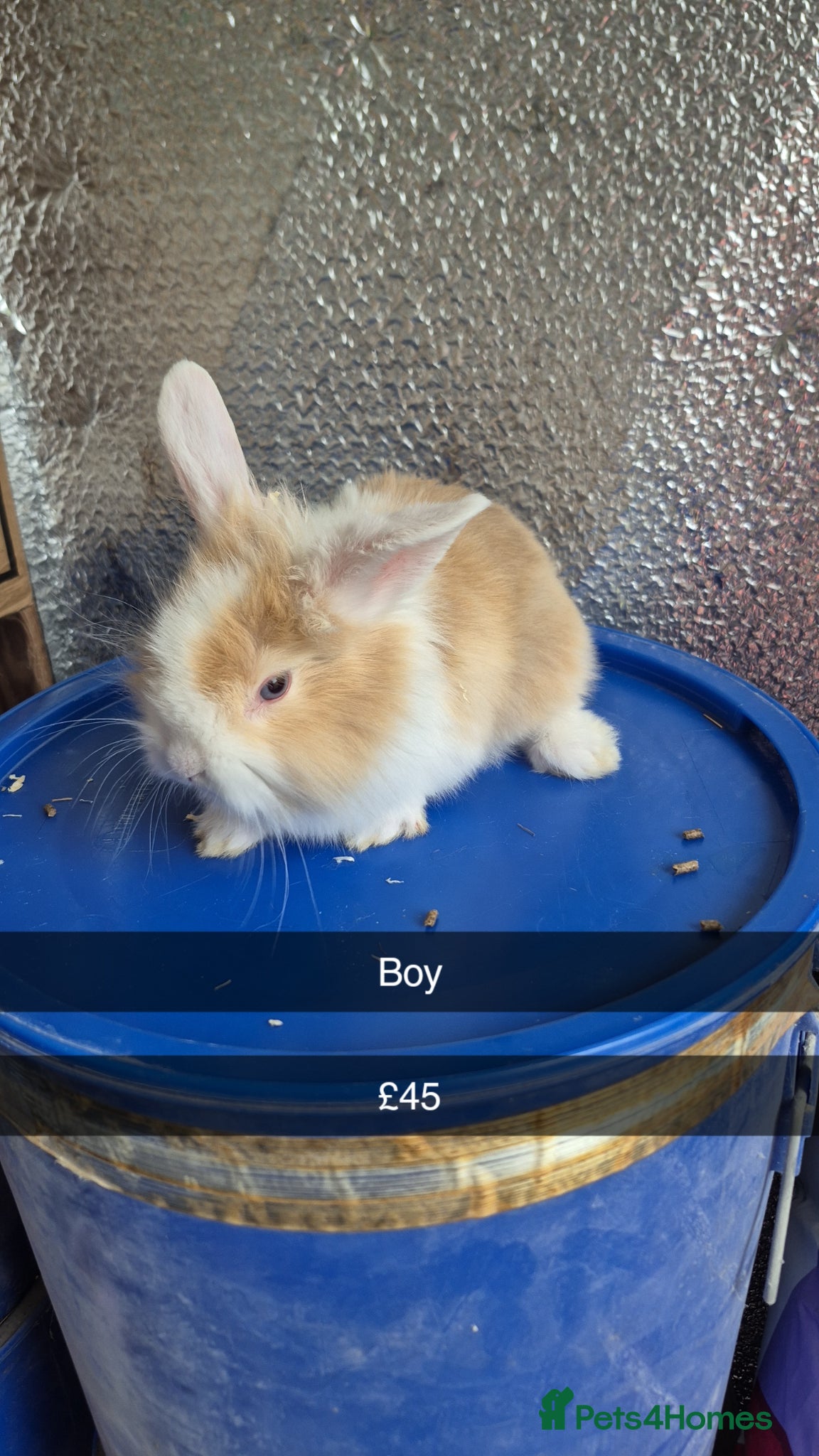 Lionhead rabbits Lionhead Baby Rabbits 8 weeks (Friendly) - Advert 7