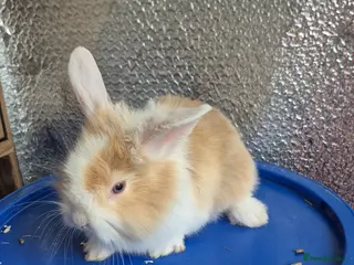 Lionhead rabbits Lionhead Baby Rabbits 8 weeks (Friendly) - Advert 7