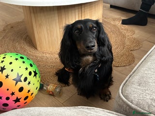 Miniature Dachshund dogs long haired miniature dachshund male KC registere - Advert 7