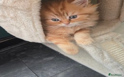 Persian cats for sale: Outstanding Full Persian Kittens for Sale - Image 25