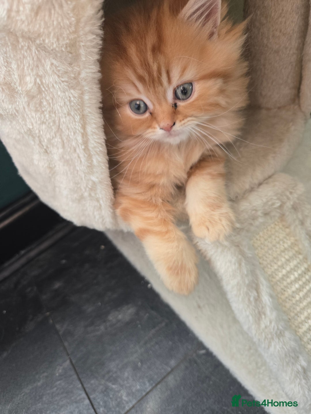 Persian cats for sale: Outstanding Full Persian Kittens for Sale - Image 25