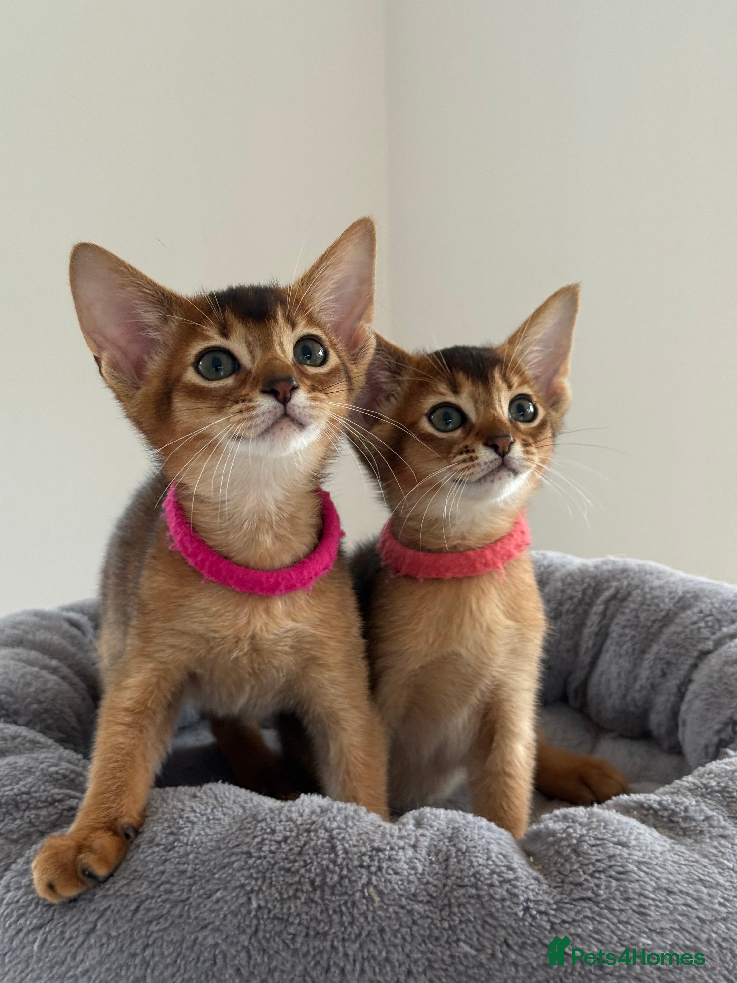 Abyssinian cats Champions parents kittens GCCF registered  - Advert 4