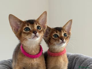 Abyssinian cats Champions parents kittens GCCF registered - Advert 4