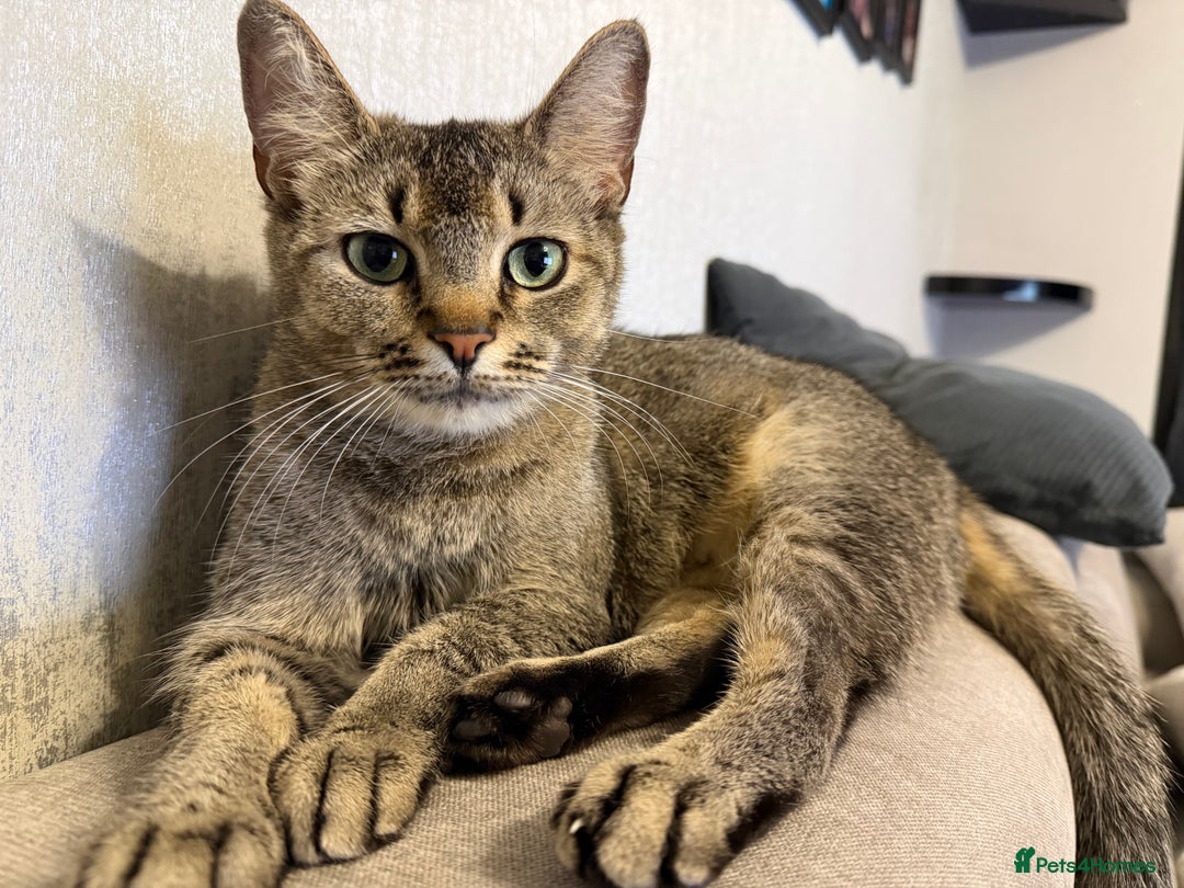 Mixed Breed cats for sale: Two beautiful kittens are looking for a new home - Advert 7