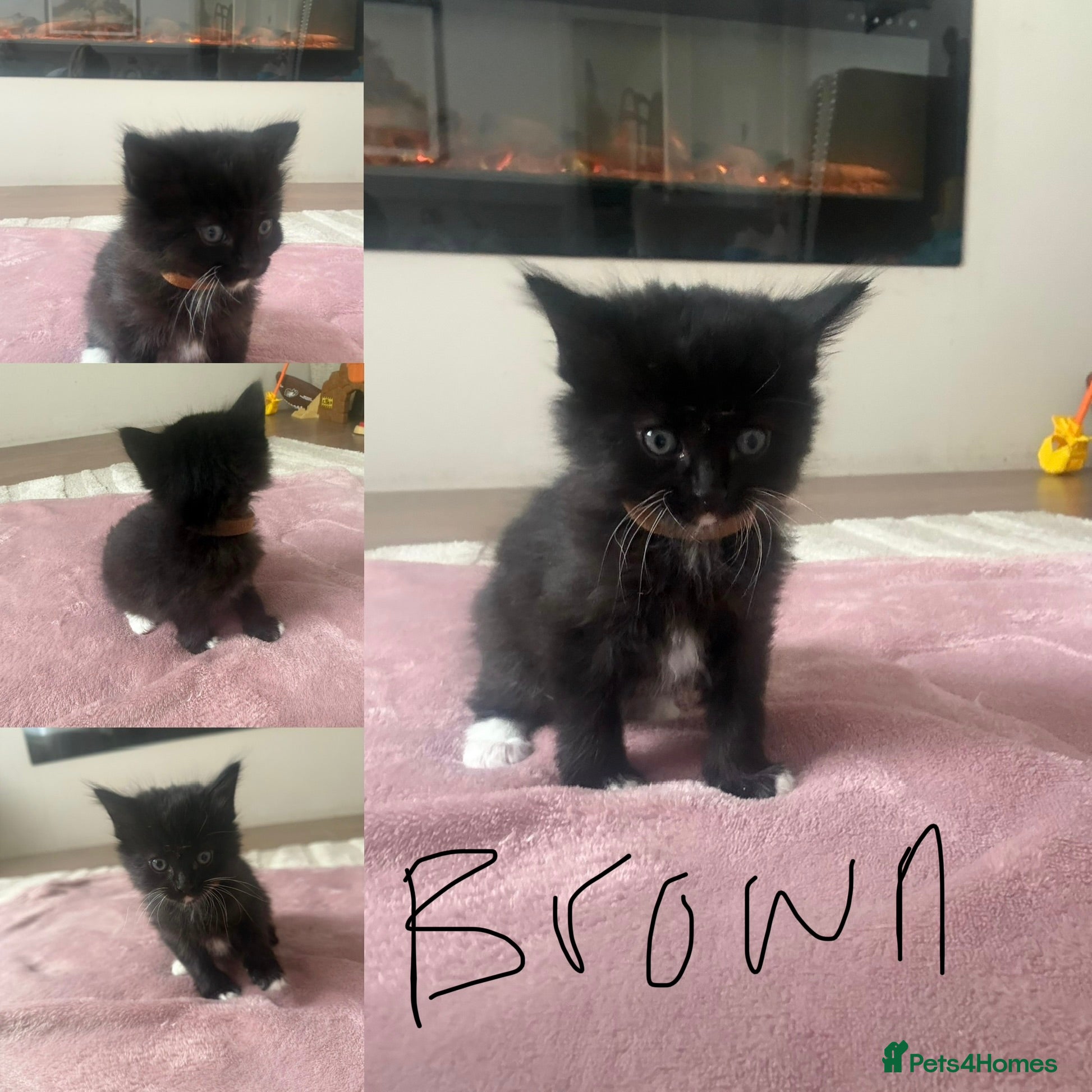 Mixed Breed cats Adorable kittens 3 remaining 🩷 £125 - Advert 1