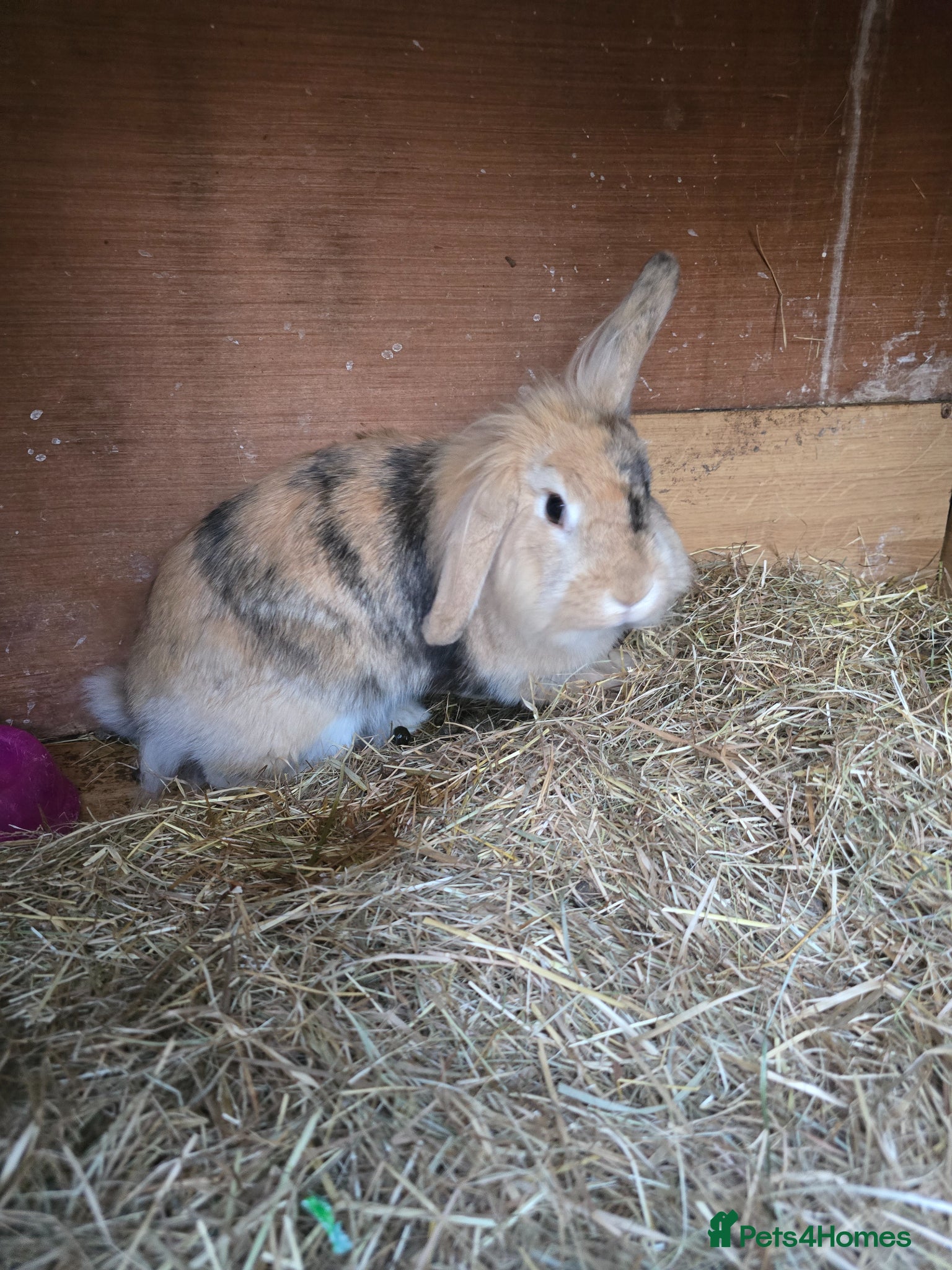 Mini Lion Lop rabbits Mini lion lop - Advert 2