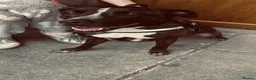 Mixed Breed dogs for sale: Beautiful 2-Year-Old Staffyxcollie in Newtownards - Advert 2