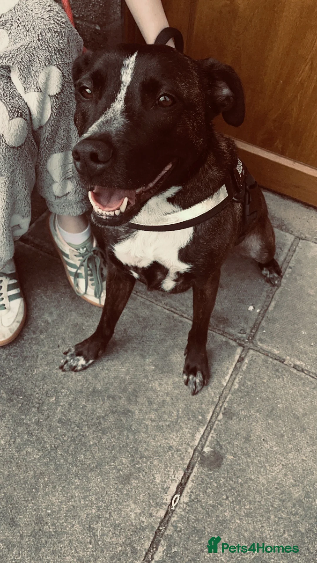 Mixed Breed dogs for sale: Beautiful 2-Year-Old Staffyxcollie in Newtownards - Advert 2