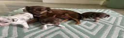 Chihuahua dogs for sale: 2 girls 1 boy  - Advert 3