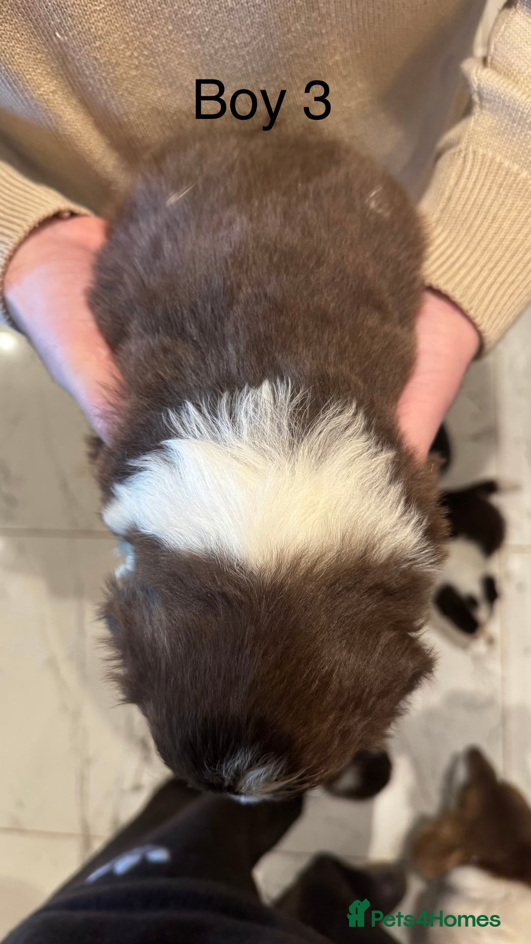 Border Collie dogs for sale: Beautiful Red tri pups  - Advert 16