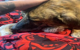 Mixed Breed dogs for adoption: 🚨 URGENT HOME NEEDED - Image 9