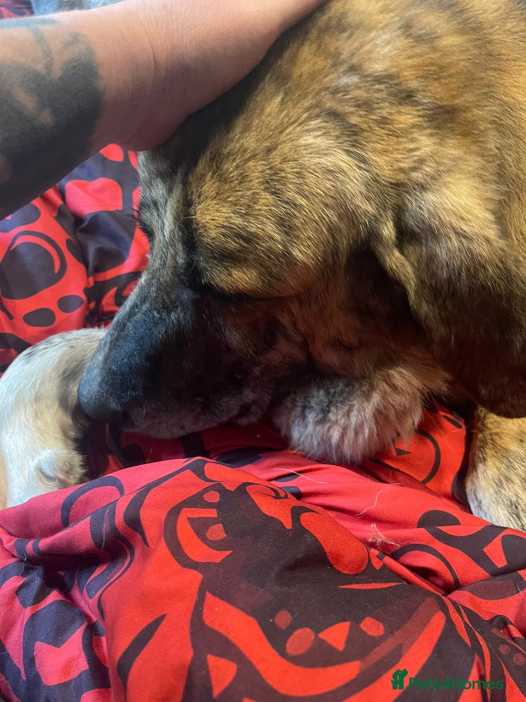 Mixed Breed dogs for adoption: 🚨 URGENT HOME NEEDED - Image 9