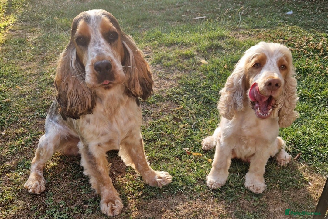 Cocker Spaniel dogs for sale: Beautiful Show Cocker Spaniel Males  - Advert 3