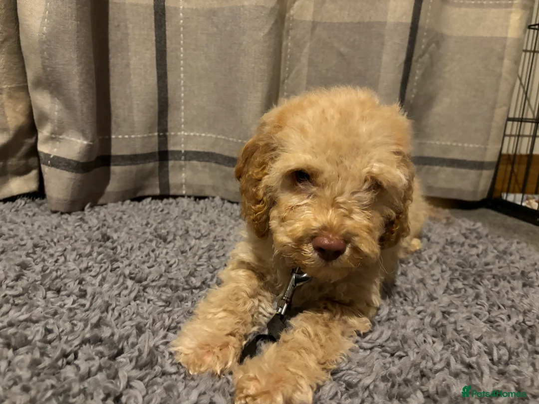 Cockapoo dogs for sale: 🐶8 Beautiful Cockapoo puppies🐶 - Advert 21