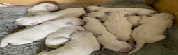 Golden Retriever dogs for sale: KC registered golden Retriever’s  in Hull - Advert 7