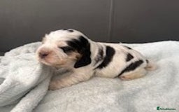 Cocker Spaniel dogs for sale: Show Type KC Cocker Spaniels, 5 star Breeder - Image 11
