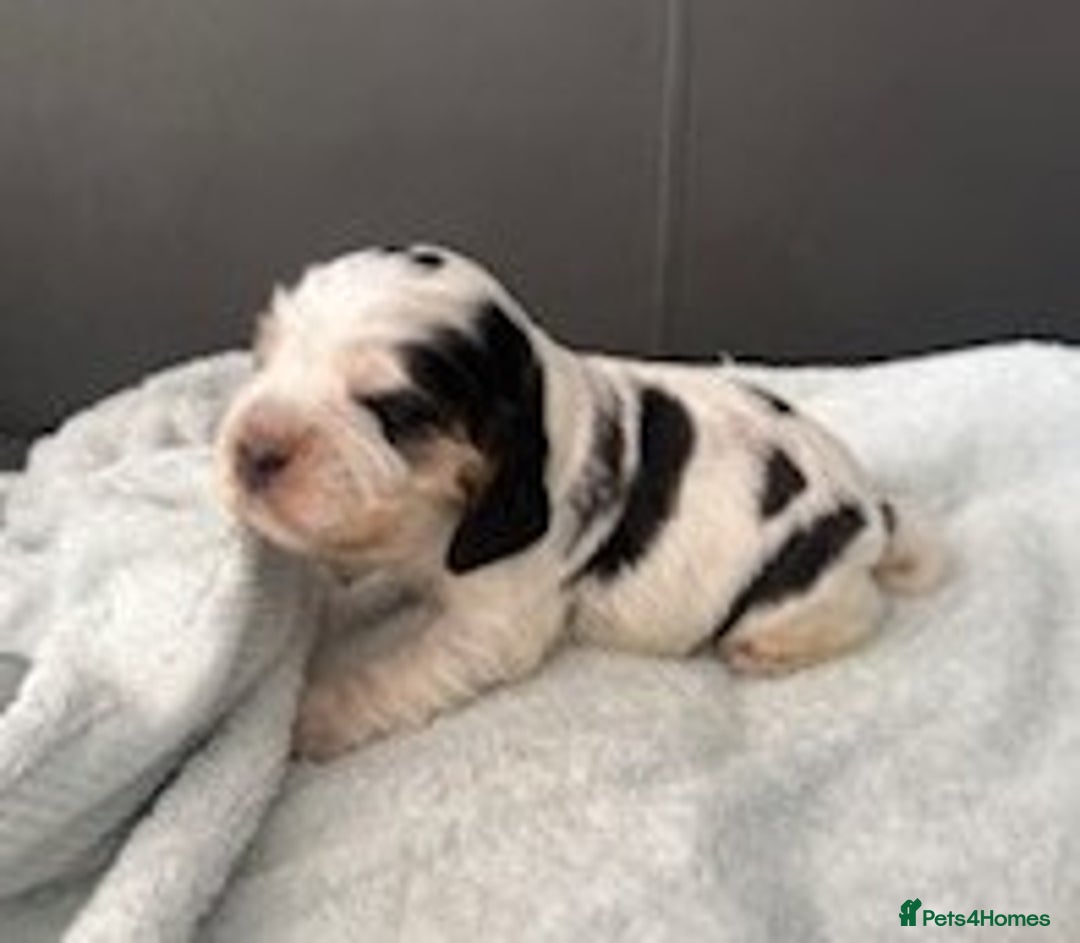 Cocker Spaniel dogs for sale: Show Type KC Cocker Spaniels, 5 star Breeder - Image 11