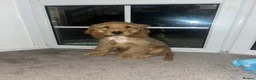 Cocker Spaniel dogs for stud: Stud Male Show Cocker Spaniel - Advert 12