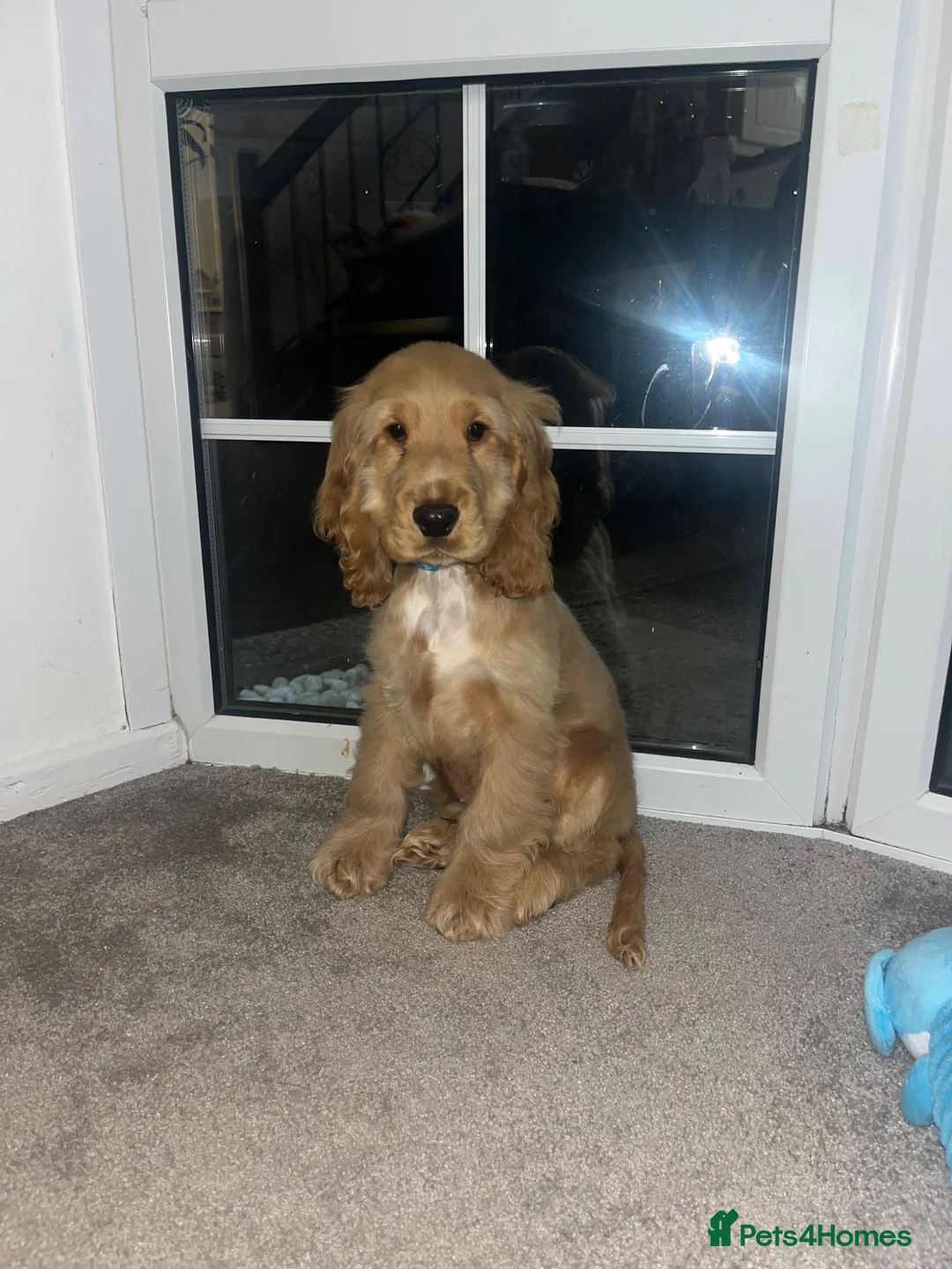 Cocker Spaniel dogs for stud: Stud Male Show Cocker Spaniel - Advert 12