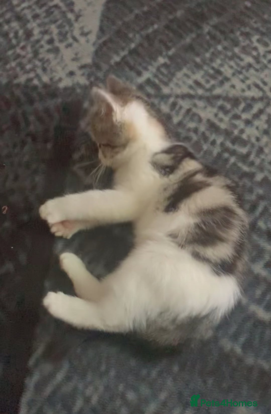 Mixed Breed cats for sale: Beautiful kitten for sale  - Advert 8