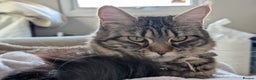 Maine Coon cats for sale: 2x Tica Maine coon sisters  - Advert 10