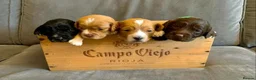 Cockapoo dogs for sale: A litter of beautiful cockapoos in Manchester - Advert 18