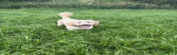 Goldendoodle dogs for stud: Goldendoodle for Stud - Advert 4