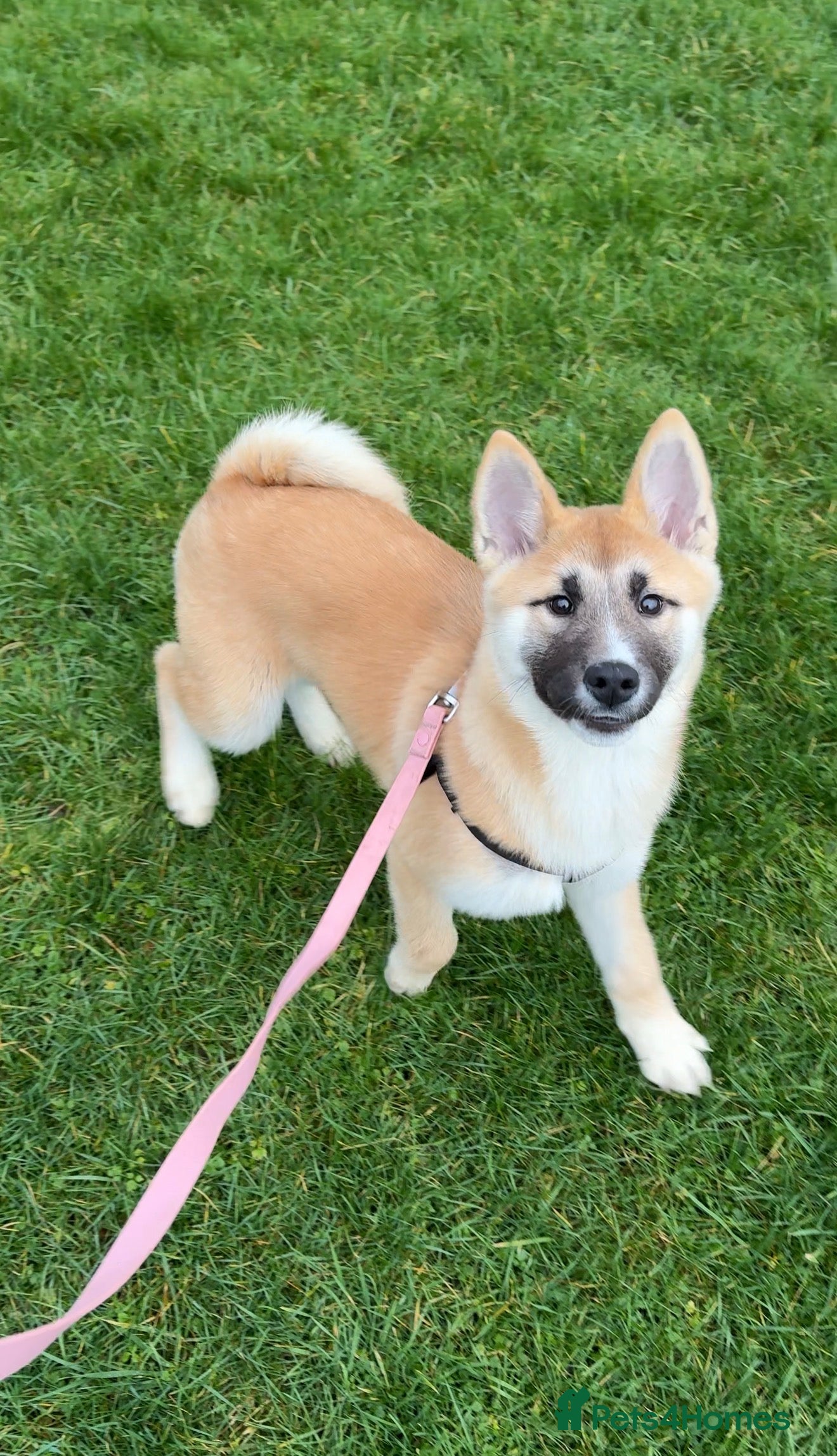 Huskita dogs Huskita Puppies FULLY VACCINATED - Advert 2