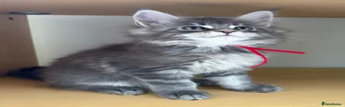 Maine Coon Kitten 2