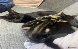 Mixed Breed cats for sale: 2 stunning little kittens for sale - Image 14