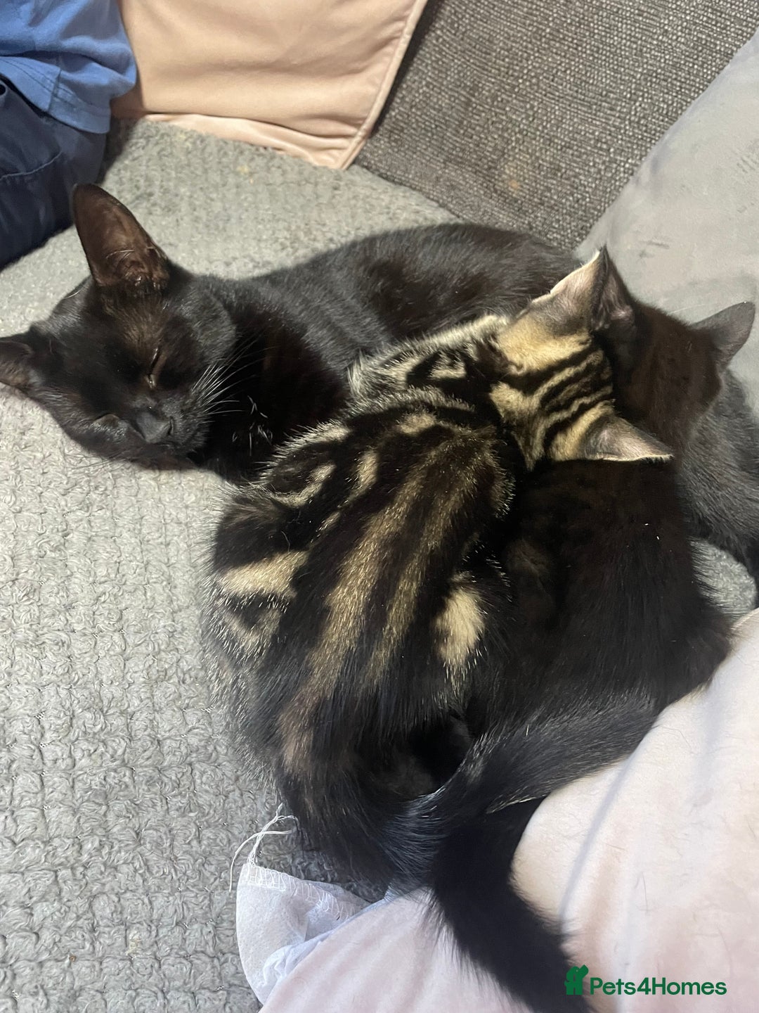 Mixed Breed cats for sale: 2 stunning little kittens for sale - Image 14