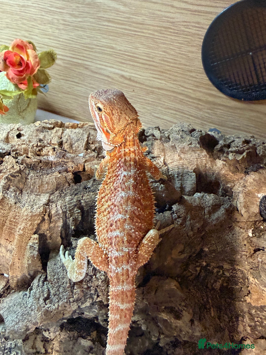 Bearded Dragon reptiles for sale: 🔥🔥🔥 BABY BEARDED DRAGONS 🔥🔥🔥 4 LEFT 🔥🔥 - Image 11