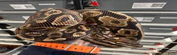 Python Snake reptiles for sale: Beautiful Royal Pythons for sale  - Advert 8
