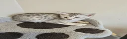 Bengal cats for sale: Bengal ready now  - Advert 7