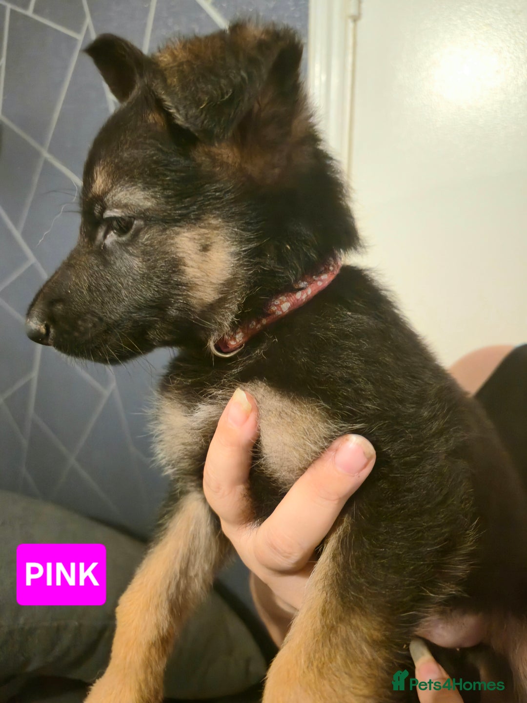 German Shepherd dogs for sale: German Shepherd Puppies - Advert 14