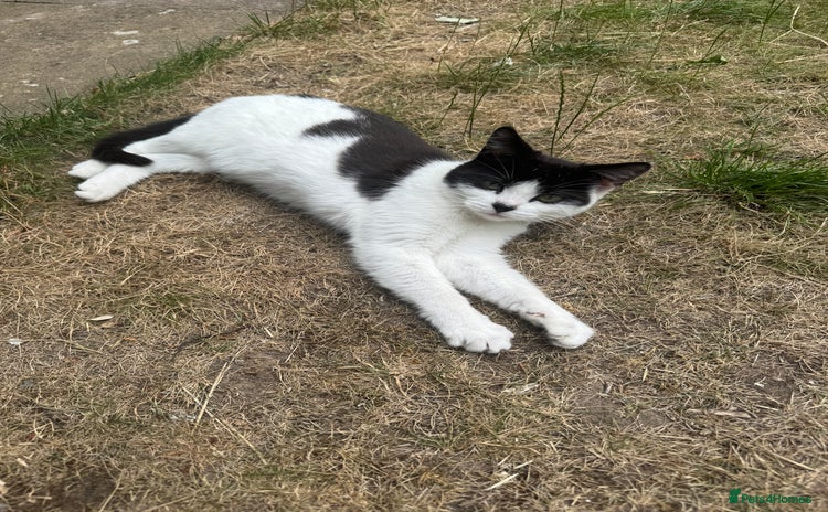 British Longhair cats - Advert 1