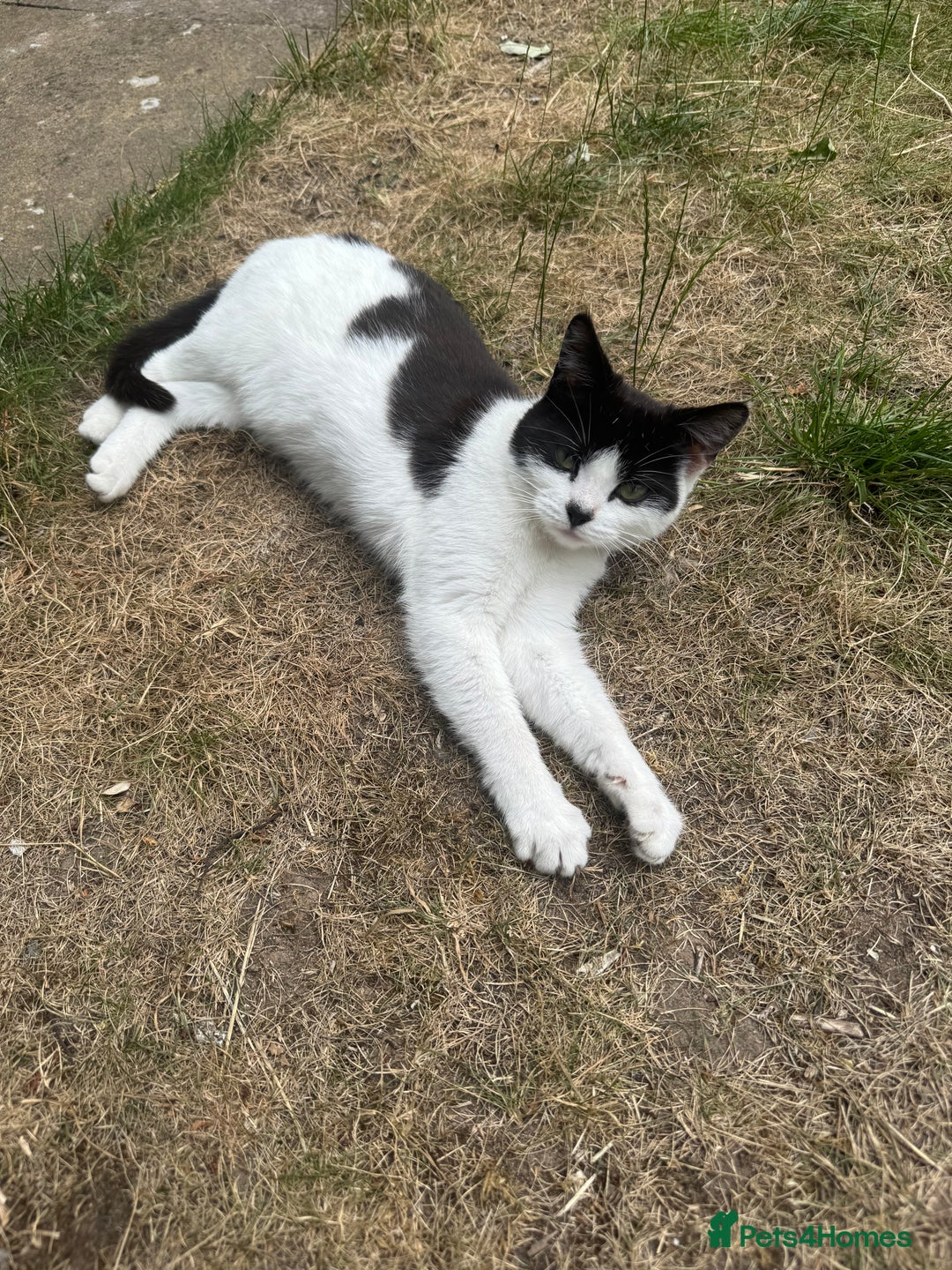 British Longhair cats for sale: tuxedo cat , 1 year old - Image 1