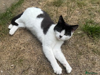 British Longhair cats - Advert 21