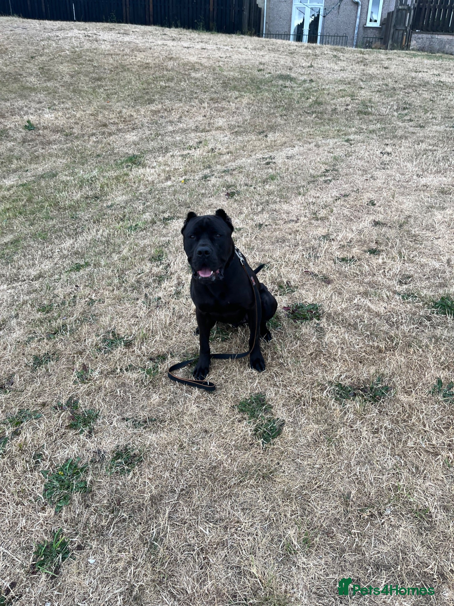 Cane Corso dogs Major the Male cane corso - Advert 1